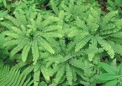 Maiden Hair Fern 1gal