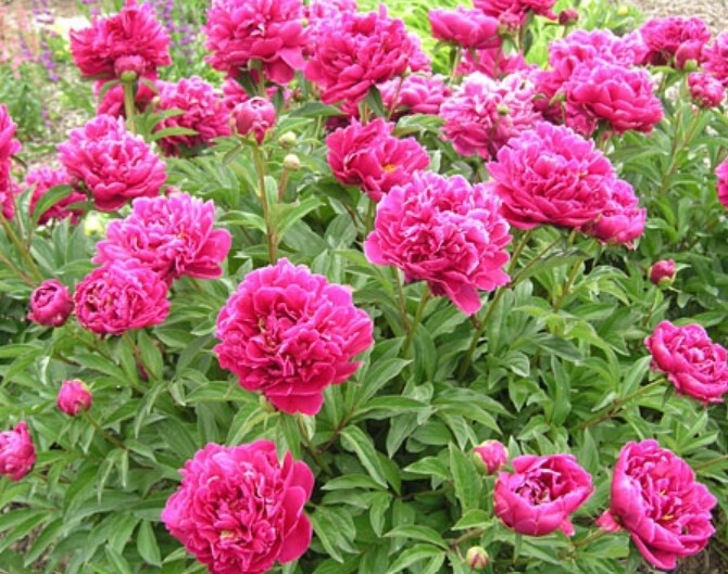Peony Alexander Fleming 1 gal