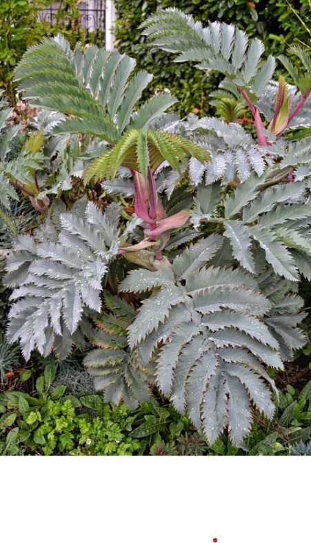 Melianthus Antonows blue QT