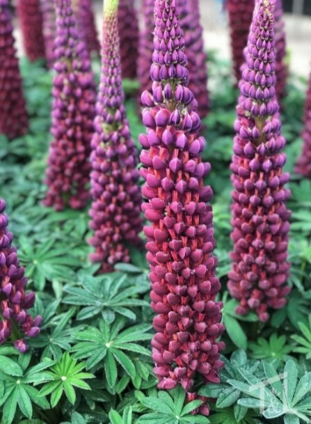 Lupine Masterpiece 2 gal