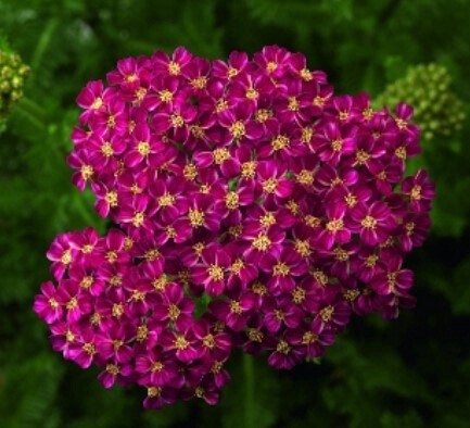 Yarrow Desert Deep Rose 4&quot;