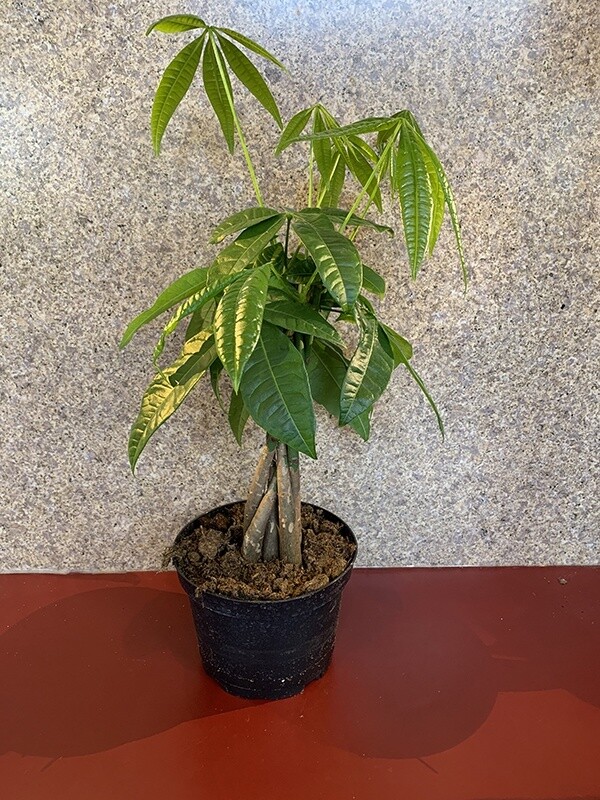 Money Tree Braided 6"