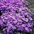 Phlox Purple Beauty 4"