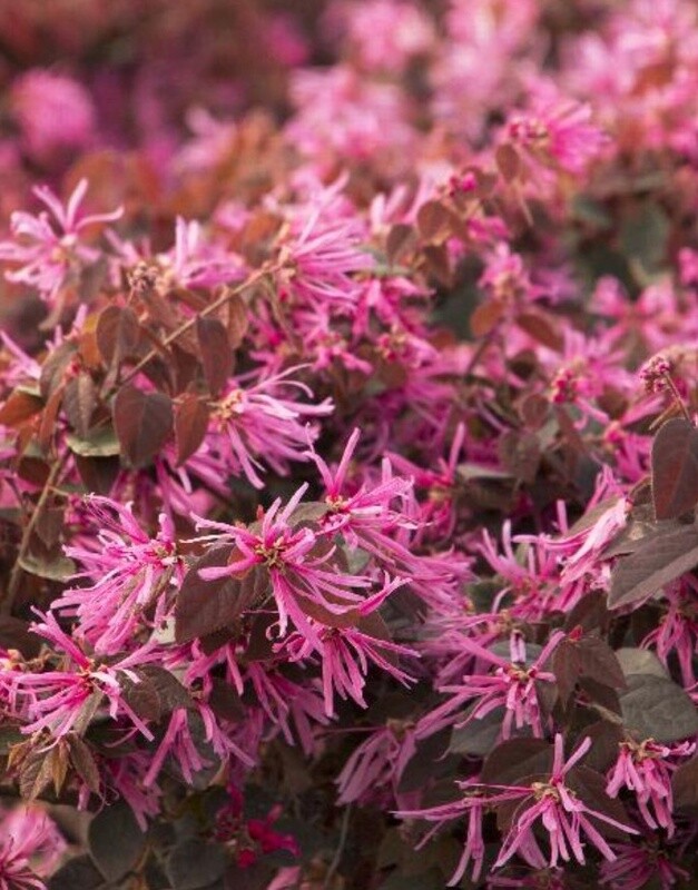 Loropetalum Sizzle Pink 1 gal