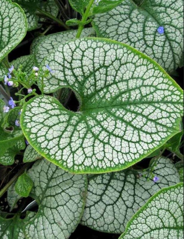 Brunnera Sea Heart 1 gal