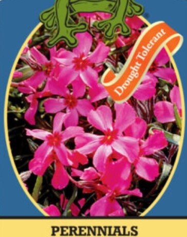 Phlox Scarlet Flame 4&quot;