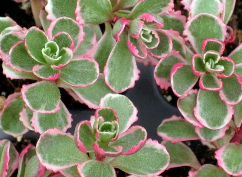 Sedum Tricolor  4&quot;