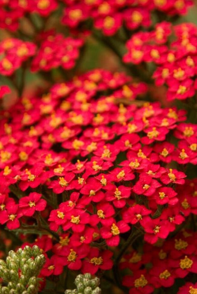 Yarrow Paprika 4 &quot;