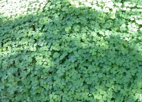 Oxalis Oregana 4&quot;