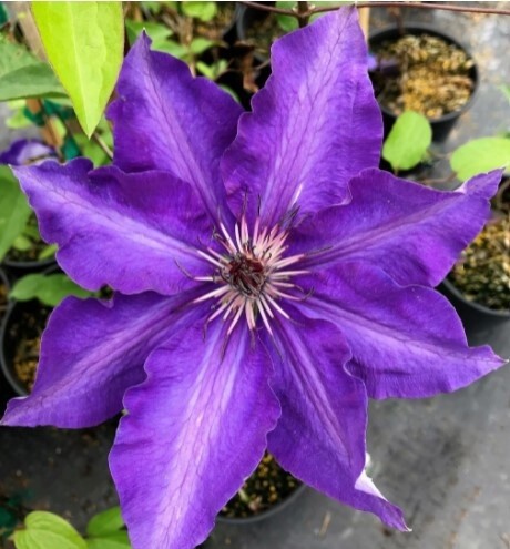 Clematis the President 1 gal