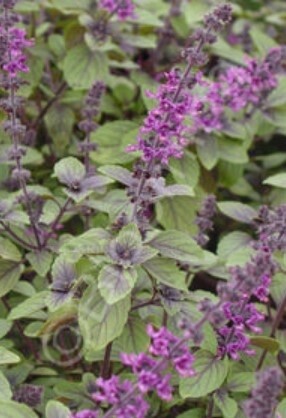 Basil Magic Mtn 1 gal