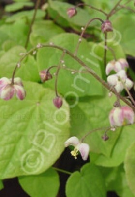 Epimedium pubigerum 1 gal