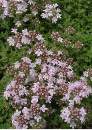 Thyme Pink Chintz 4"
