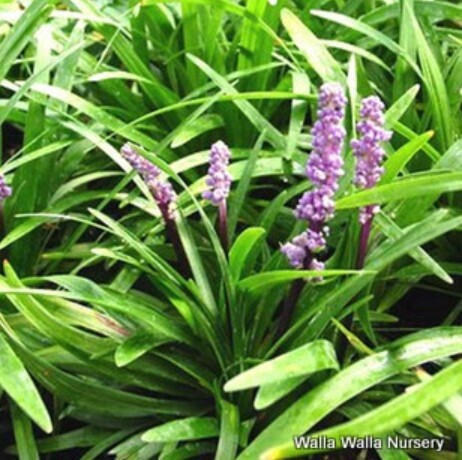 Liriope Royal Purple 1 gal