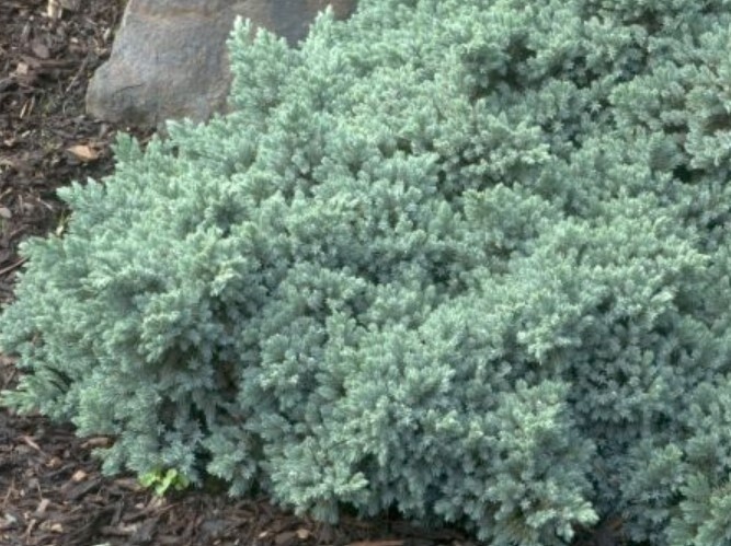 Blue Star Juniper 1 gal