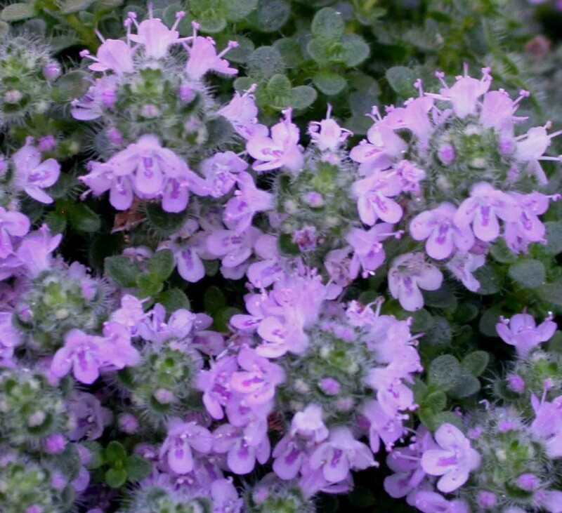 Thyme Elfin 4&quot;
