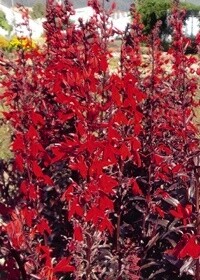 Lobelia Queen Victoria 4&quot;
