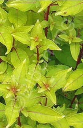 Fuchsia Golden Gate 1 gal
