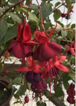 Fuchsia Debrons Smokey Blue 1 gal