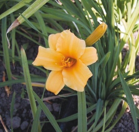 Daylily Stella de Oro 1 gal