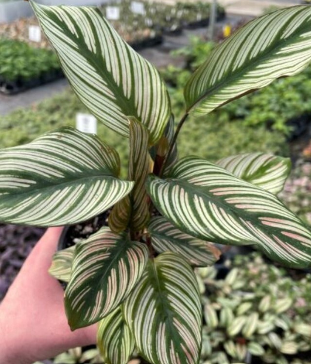 Calathea Whitestar Qt