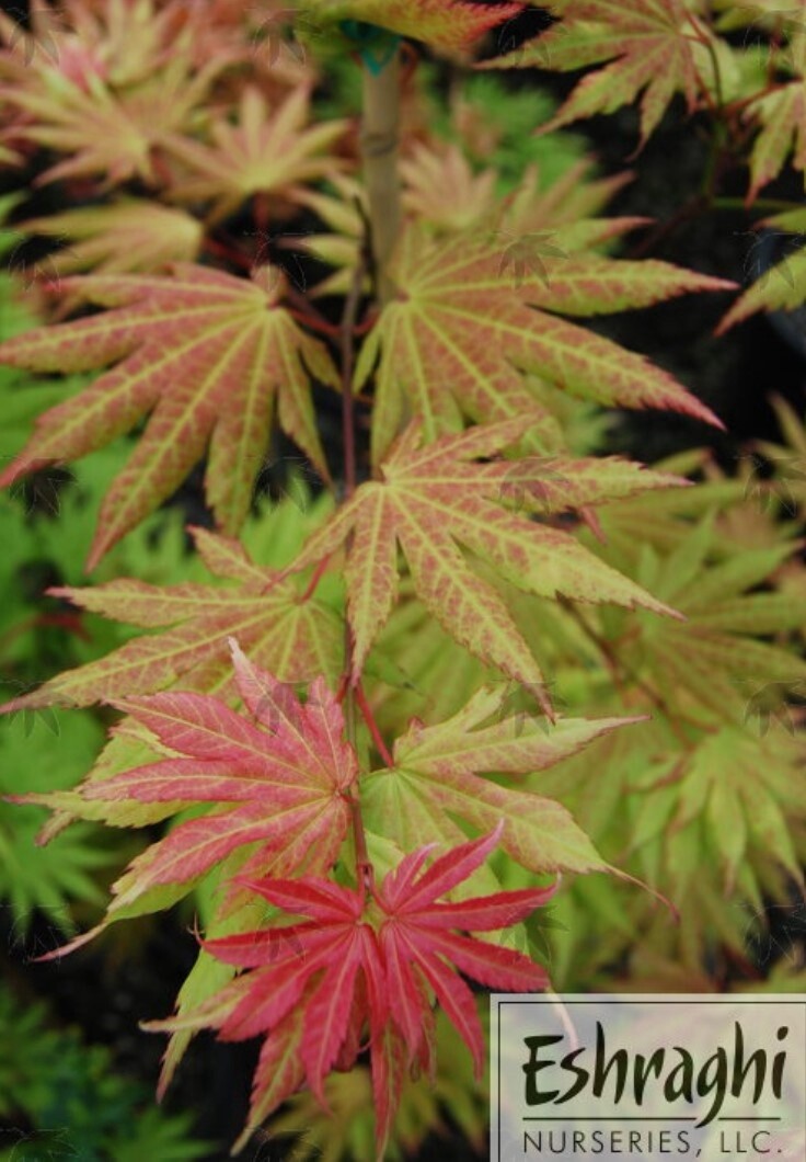 Japanese Maple Autumn Moon 1 gal