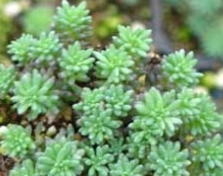 Sedum hispanicum 4&quot;