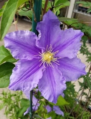Clematis Will Barron 1 gal