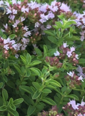 Oregano Dwf  greek 4"