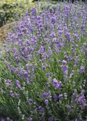 Lavender Sachet 1 gal