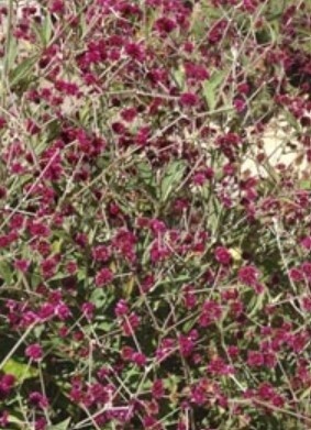 Gomphrena 4&quot;