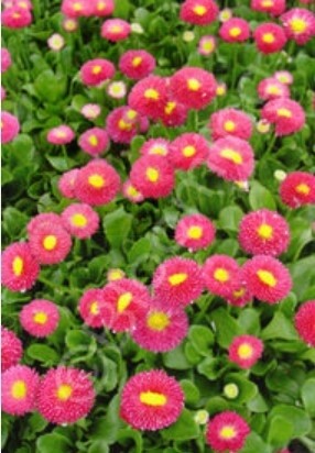 Bellis Pomp. Red 4&quot;