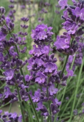 Lavender Pastors Pride QT