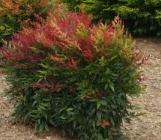 Nandina Sienna Sunrise 5 gal