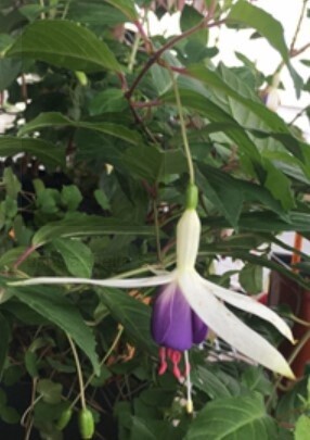 Fuchsia Delta Sara 1gal