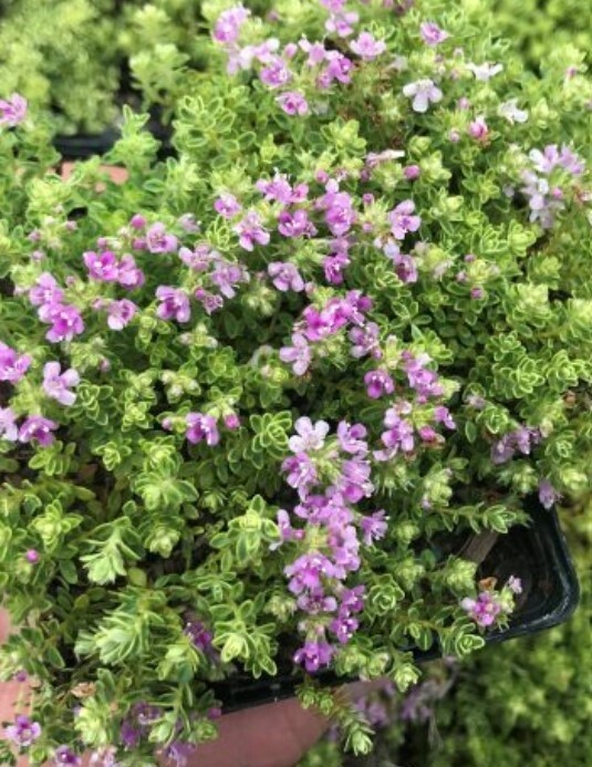Thyme Highland Cream 4&quot;
