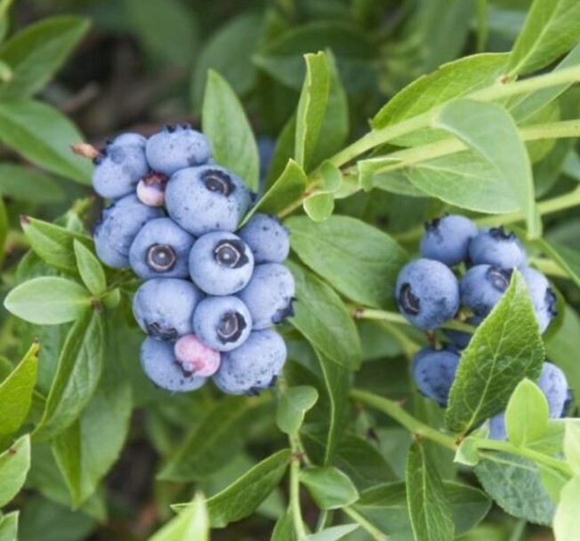 Blueberry Bluejay 1 gal