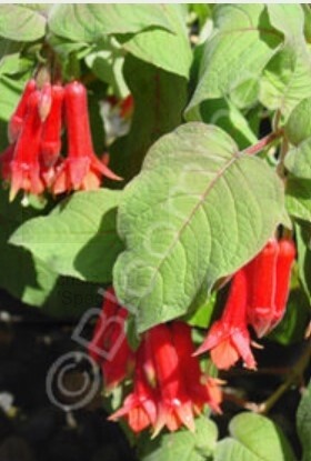 Fuchsia Speciosa 1 gal
