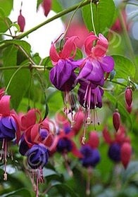 Fuchsia Army Nurse 1 gal