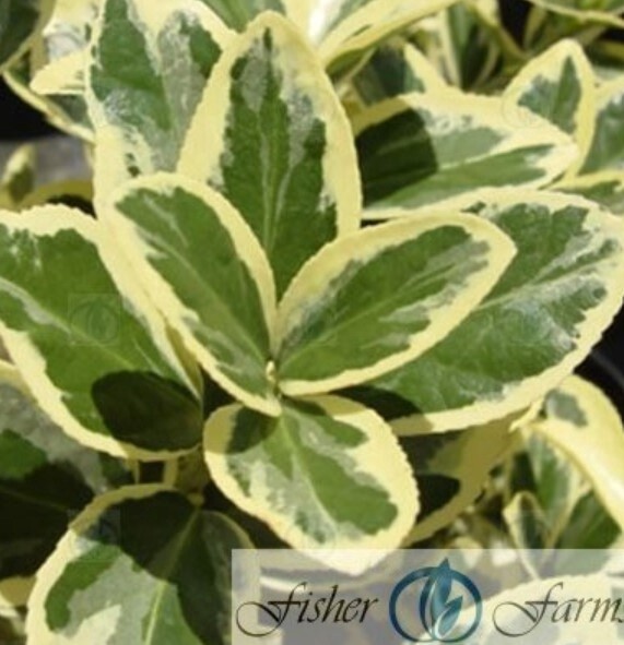 Euonymus Silver Queen 5 gal