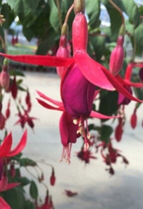 Fuchsia Cardinal 1 gal