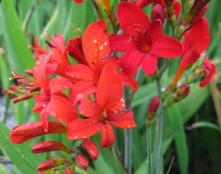 Crocosmia Diablito QT