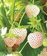 Strawberry &#39;White Carolina&#39; 4&quot;