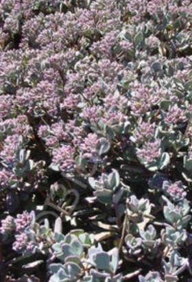 Sedum Lidakense 4&quot;