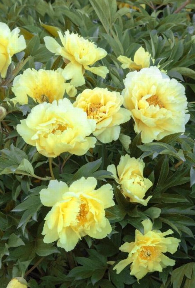 Itoh Peony Yumi 5 gal