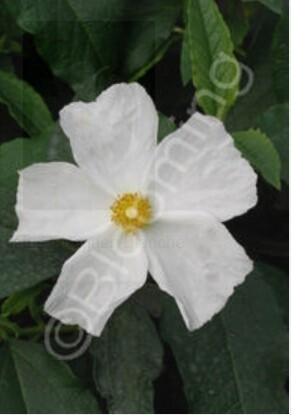 Cistus Blanche 1 gal