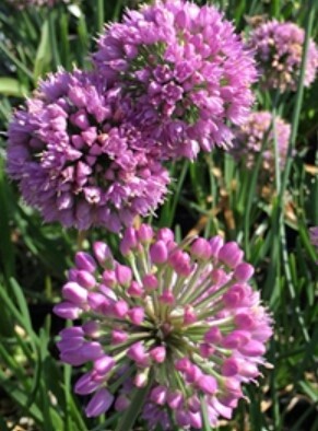 Allium Mini Milli Qt