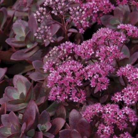 Sedum Firecracker 4"