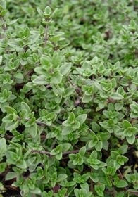 Thyme English wedgewood 4&quot;