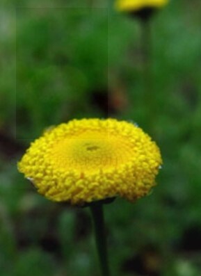Creeping gold buttons 4&quot;